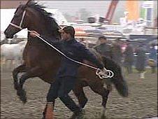 Ponies on main show ring