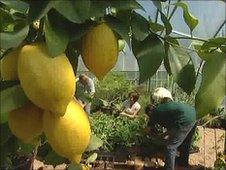 Lemons growing in Hadlow College's garden created for the Hampton Court Flower Show