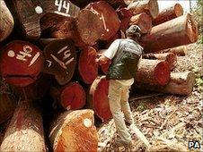 Illegally logged timber being marked (Image: PA)