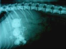 X-ray of toy cat in dog's stomach