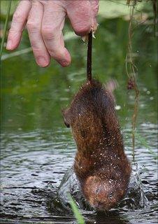 Water vole release