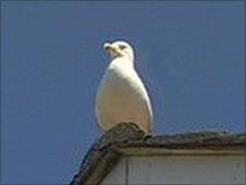 Herring gull