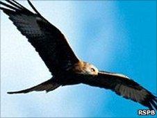 Red kite. Image: RSPB