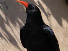 Cornish chough