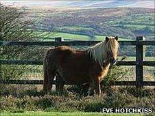 Dartmoor pony: Pic Eve Hotchkiss