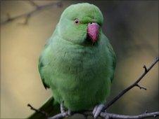 Ring-necked parakeet