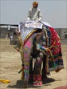 An elephant at the inauguration (Photo: Vivid Pictures)