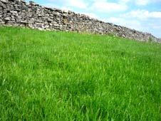 Silage field