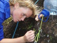 Olivia Renshaw tending the Anagramme ferns