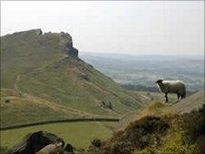 Sheep in the Peak District