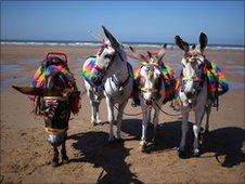 Donkeys on Blackpool Beach