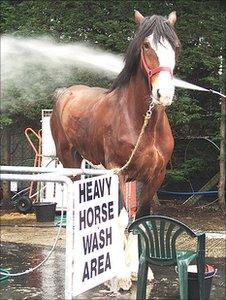 Horse at the Royal Highland Show (Pic: Laura Thurso)