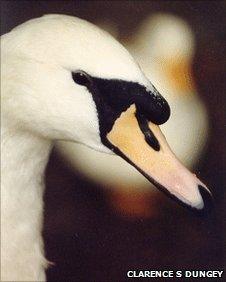 Royal Swan in Ottawa
