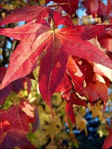 Sweet gum leaves (Image: BBC)