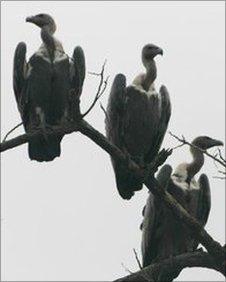 Oriental white-backed vultures (Image: Nick Lindsay/ZSL)
