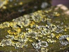 Lichen