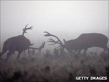 Red deer