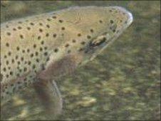 A trout (generic)