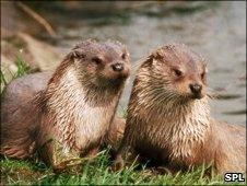 Otters