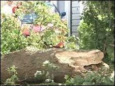 fallen tree on car