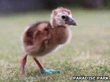 Little Crane, an African Crowned Crane chick