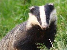 Badger (generic)