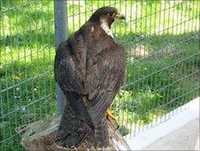 Injured peregrine falcon