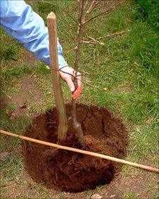 Tree planting