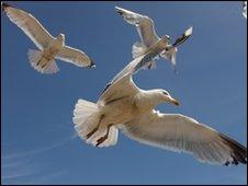 Seagulls in flight
