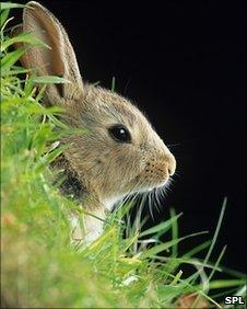 Rabbit