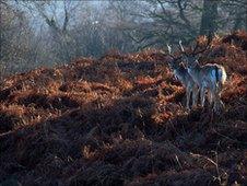 Richmond Park