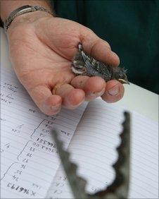 Sand martin