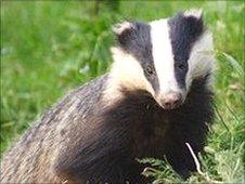 Badger (generic)