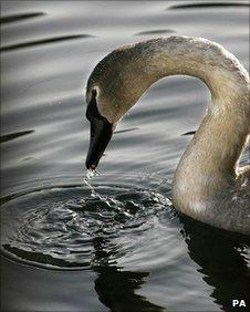 Swan