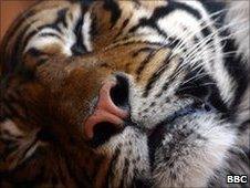 Sumatran tiger, London Zoo, 2005