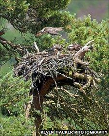 Loch of the Lowes Osprey