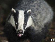 Badger (generic)