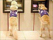 Dogs at bank cash machines