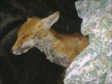 Fox on the night of the rescue