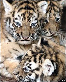 Tiger cubs