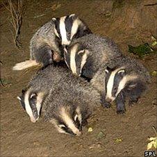 Badger cubs playing