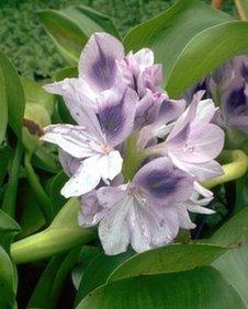 Water hyacinth