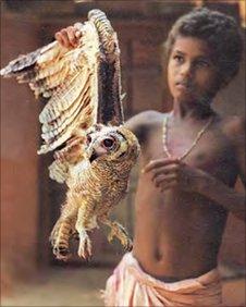 Boy with Mottled Wood owl