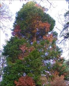 cypress tree infected with Phytophthora lateralis