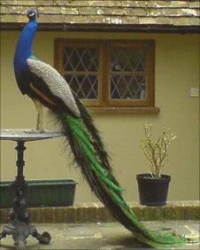 Bill the peacock