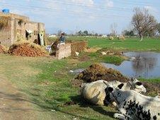 Cows in village of Bain Sharif