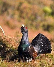 Capercaillie