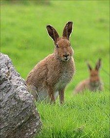Irish Hare - pic Belast Hills Partnership