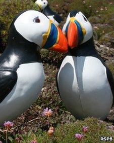 decoy puffins