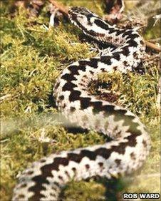 An adder in the Forest of Dean, taken by Rob Ward